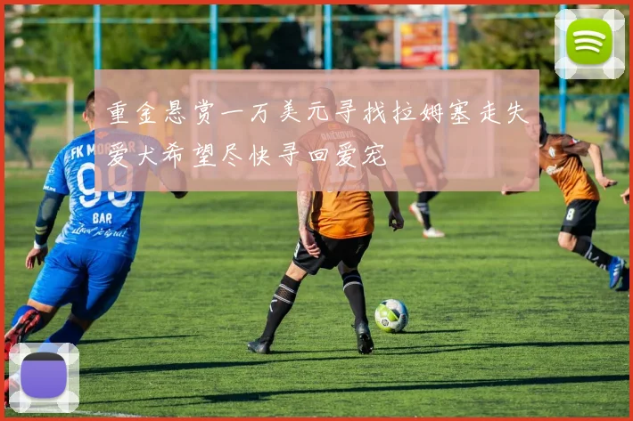 重金悬赏一万美元寻找拉姆塞走失爱犬希望尽快寻回爱宠